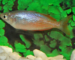 Melanotaenia Trifasciata Orange M/L