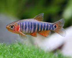 Danio Erythromicron S