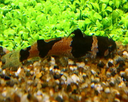 Microglanis Poecilus/Iheringi M