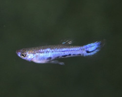Micropoecilia Parae Melanzona Blue (Maschi E Femmine) M