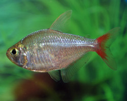 Hyphessobrycon Columbianus  S/M