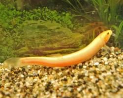 Misgurnus Anguillicaudatus Gold M