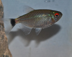 Moenkhausia Sanctaefilomenae M/L