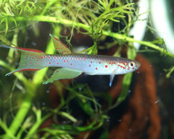 Aphyosemion Polli S