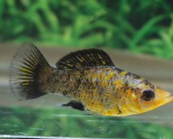 Poecilia Latipinna Leopard M/L