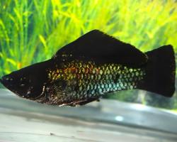 Poecilia Sphenops Electric Blue L