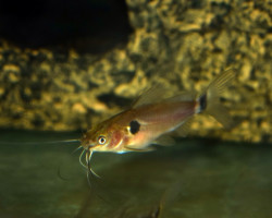 Mystus Bimaculatus M/L