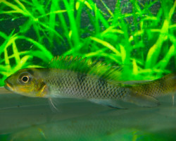 Nanochromis Transvestitus M