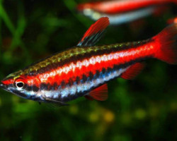 Nannostomus Mortenthaleri L