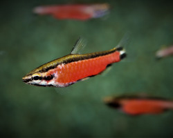 Nannostomus Cenepa L
