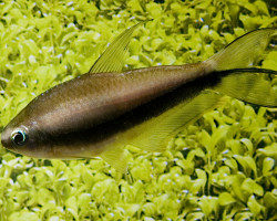 Nematobrycon Palmeri S/M