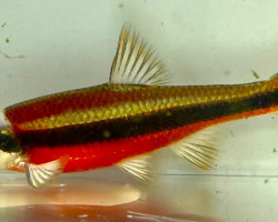 Notropis Lutipinnis M