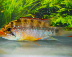 Apistogramma Ladisloa L