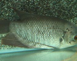 Osphronemus Septemfasciatus M