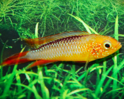 Apistogramma Agassizii Fire Fish L