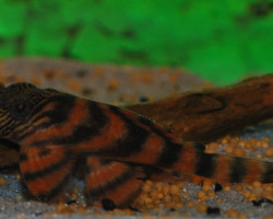 L397 Panaqolus Sp.  S
