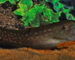Papyrocranus Afer M