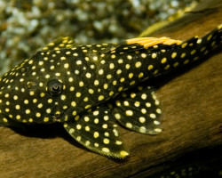Baryancistrus Golden Nugget L18 M/L