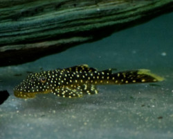 L067 Pseudancistrus Asurini Xl