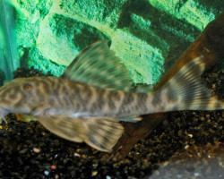 L147 Peckoltia Sp. M