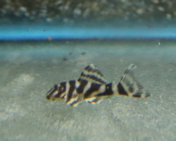 L080 Peckoltia Sp. S