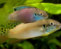 Enigmatochromis Lucanusi S