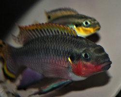 Pelv. Taeniatus Nigerianum Rood S/M
