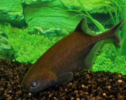 Petrocephalus Bovei Guineensis Xl