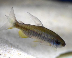 Phenacogrammus Sp. Orange Makoua L