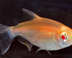 Phenacogrammus Interruptus Albino S/M