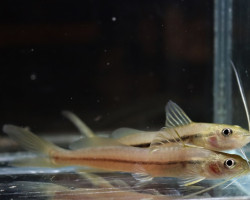 Pimelodella Metae M