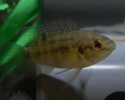 Pelmatochromis Nigrofasciatus S