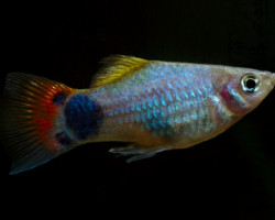Platy Blue Red Mickey Mouse M