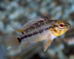 Apistogramma Hoignei M