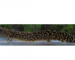 Polypterus Ornatipinnis M