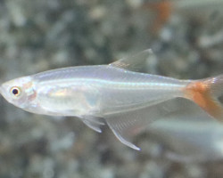 Prionobrama Filigera S