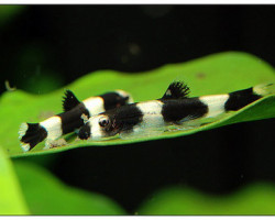 Yaoshania Pachychilus M/L
