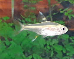 Pristella Maxilaris Gold M