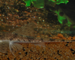 Pseudohemiodon Laticeps L