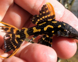 L273 Pseudacanthicus Sp. S/M