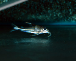 Tenellus Trimaculatus M