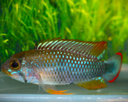 Apistogramma Panduro L