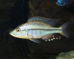Pterodoras Ganulosus S