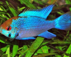 Microgeophagus Ramirezi Electric Blue L