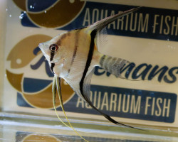 P. Scalare Peru L