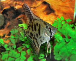 P. Scalare Leopard L