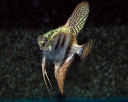 P. Scalare Pinoy Zebra M