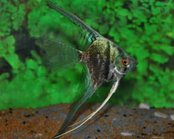 Pterophyllum Sc. Smoke L