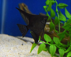 P. Scalare Black L