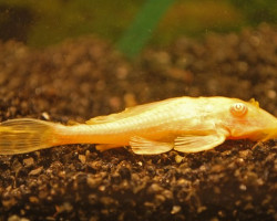 Pterygoplichthys Gibbiceps Albino S